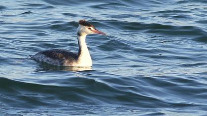Great Crested Grebe