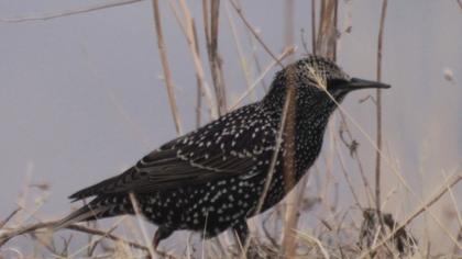 Common Starling