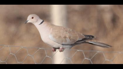 Eurasian Collared Dove