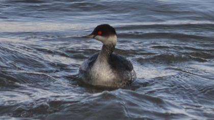 Black-necked Grebe