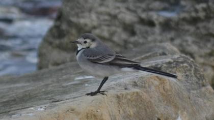 White Wagtail