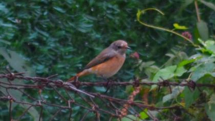 Common Redstart