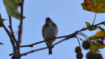 European Goldfinch