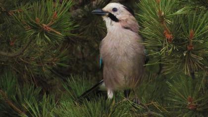 Eurasian Jay