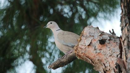 Eurasian Collared Dove
