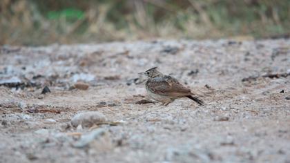 Crested Lark