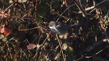 Sardinian Warbler