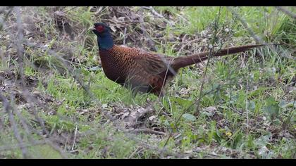 Common Pheasant