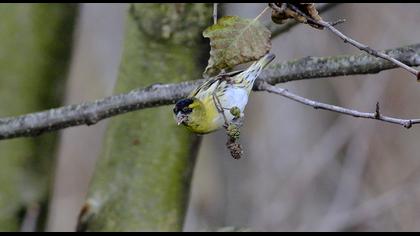Eurasian Siskin