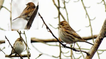 Common Reed Bunting