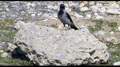 Hooded Crow