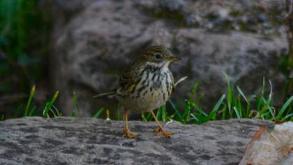 Meadow Pipit