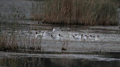 Black-headed Gull