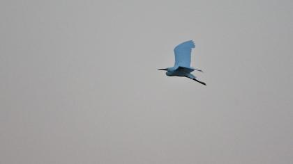 Little Egret