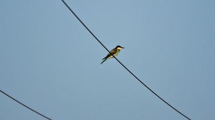 European Bee-eater