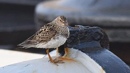 Pectoral Sandpiper