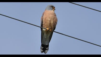 Lesser Kestrel