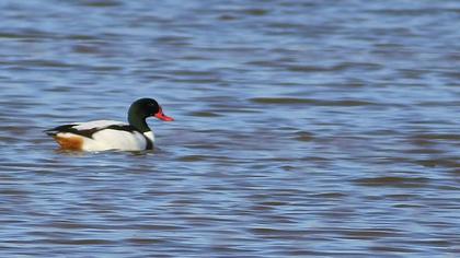 Common Shelduck