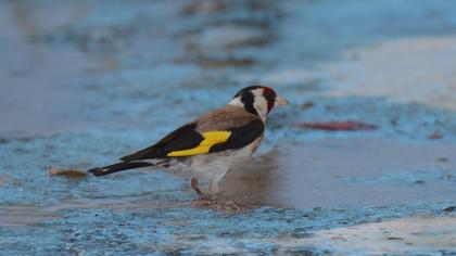 European Goldfinch