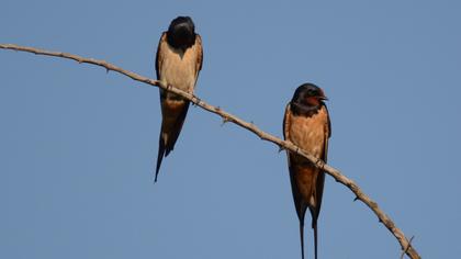 Barn Swallow
