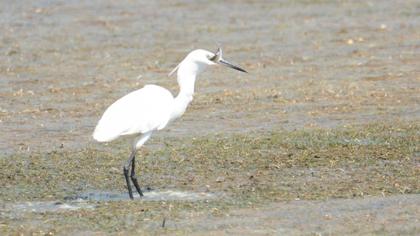 Little Egret