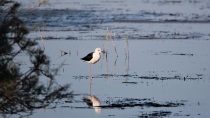 Black-winged Stilt