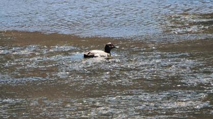 Common Pochard