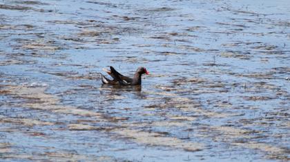 Common Moorhen