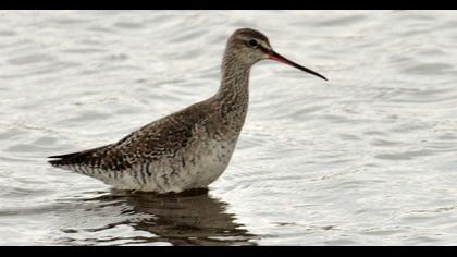 Spotted Redshank
