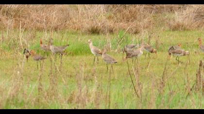 Black-tailed Godwit
