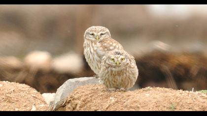 Little Owl