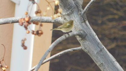 Common Chiffchaff