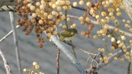 Common Chiffchaff