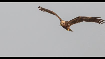 Western Marsh Harrier