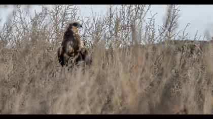 Western Marsh Harrier