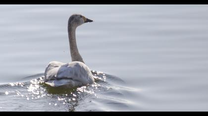 Tundra Swan
