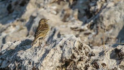 Meadow Pipit
