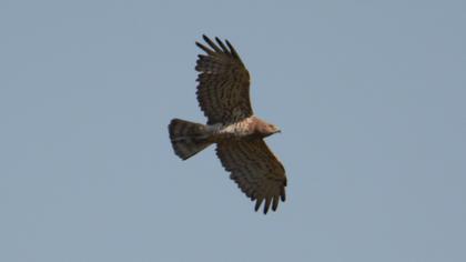 Short-toed Snake Eagle