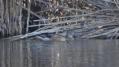 Northern Shoveler