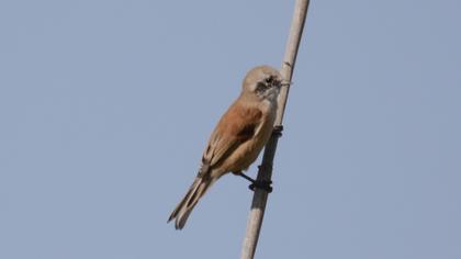 Eurasian Penduline Tit