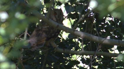 Long-eared Owl