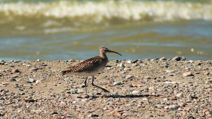 Whimbrel