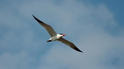 Caspian Tern