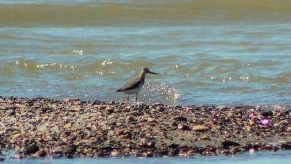 Terek düdükçünü