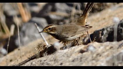 Bluethroat