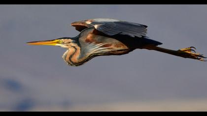 Purple Heron