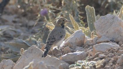 Horned Lark