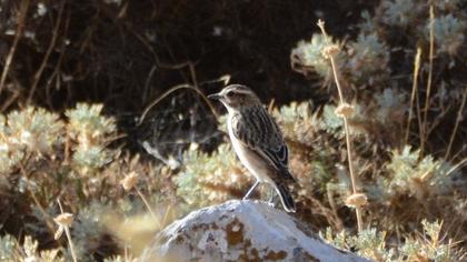 Whinchat