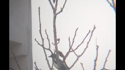 Eurasian Magpie