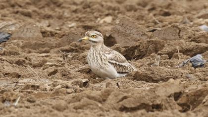 Eurasian Stone-curlew